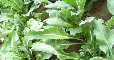 怎样治疗寻常疣皮肤病