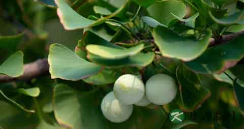 白果吃多了会中毒吗_白果吃多少会中毒