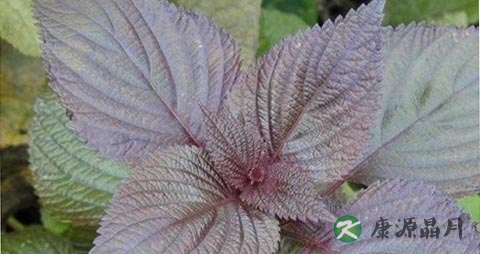 紫苏叶对哮喘的功效