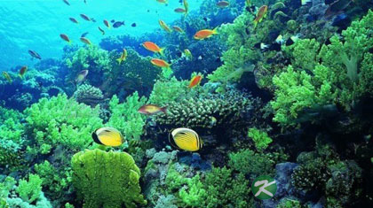 海藻的功效 美容护肤除皱纹