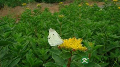 三七的功效和作用有哪些