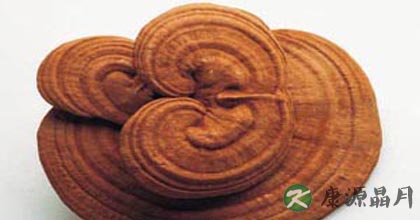 灵芝的食用方法有哪些