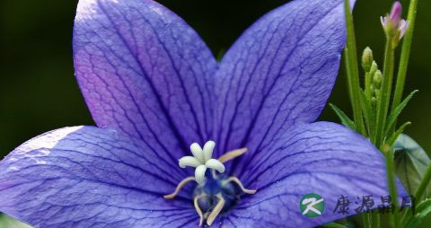 煎中药水放多了怎么浓缩