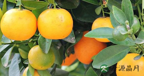 芦柑吃多了会上火吗 芦柑吃多了会上火吗