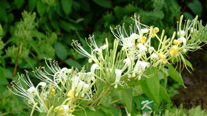 金银花的副作用