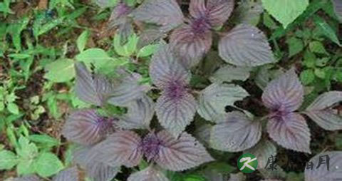 紫苏叶泡水喝能调经吗