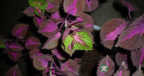 紫苏可以常喝吗