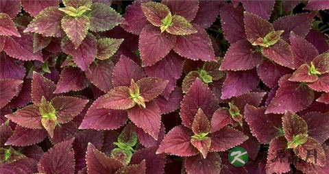 紫苏叶泡脚用量放多少好