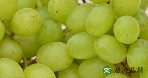 白色提子吃多了会上火吗 白色提子吃多了会上火吗