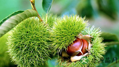 孕妇可以吃板栗吗 孕妇吃板栗的7大好处