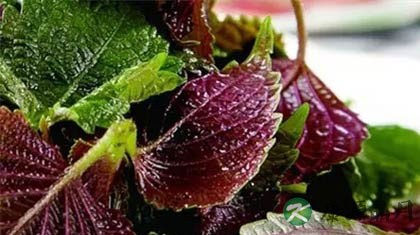 紫苏叶可以多吃吗