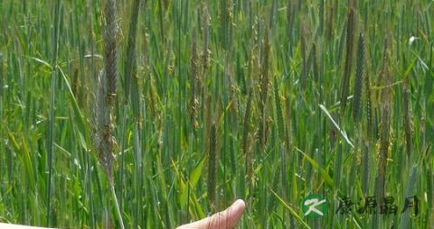 冬天手容易裂咋办 冬天手容易裂咋办