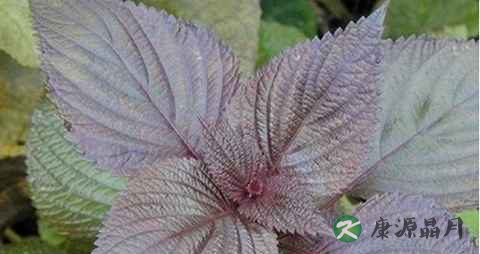 紫苏叶治水肿吗