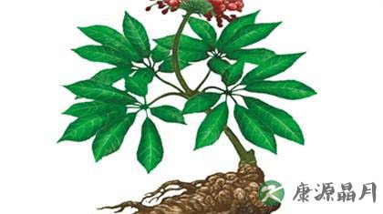 三七粉:媲美人参的补血圣品 三七粉:媲美人参的补血圣品