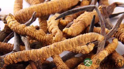 补阳的中药有哪些