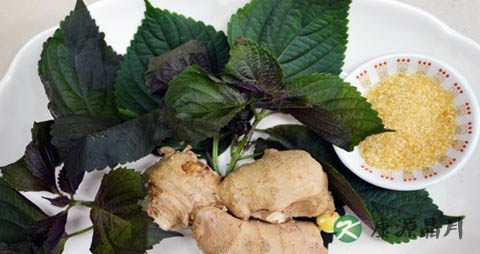 紫苏叶煮水好还是泡水好