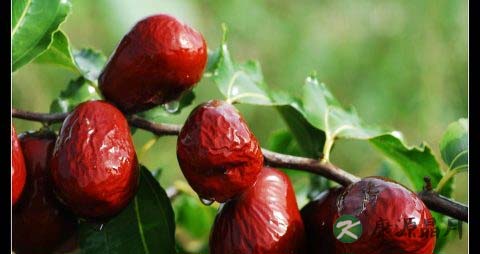 孕晚期枣子吃多了会上火吗 孕晚期枣子吃多了会上火吗