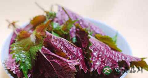 紫苏叶煮水去湿吗