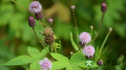 化湿的中药有哪些
