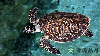 玳瑁的功效与作用_玳瑁的药用价值