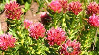 红景天的副作用