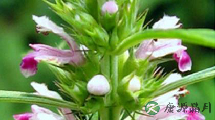 益母草的功效作用与食疗方法