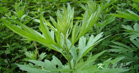 艾叶泡脚的功效与注意事项