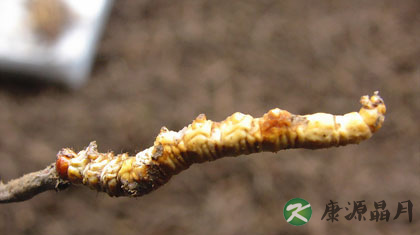 什么人适合吃冬虫夏草