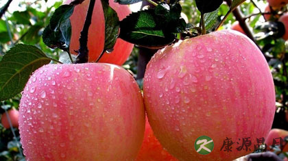 多吃苹果好吗 吃苹果的10大功效