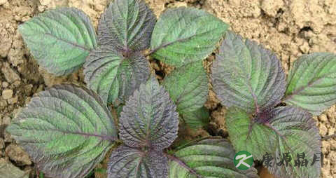 宝宝能吃紫苏叶吗