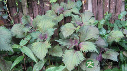 中药紫苏的功效