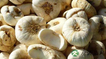 平贝母与川贝母的区别