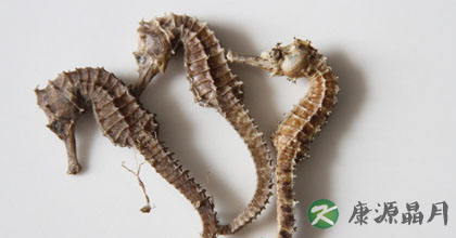 海马的功效与作用 治病验方