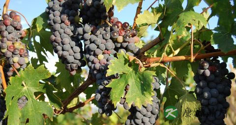 葡萄和提子吃多了会上火吗