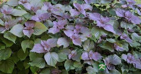 紫苏煮鸡蛋吃稳胎吗