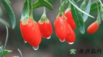 名药枸杞的十七大养生功效