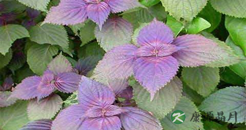 紫苏叶煮水好还是泡水好