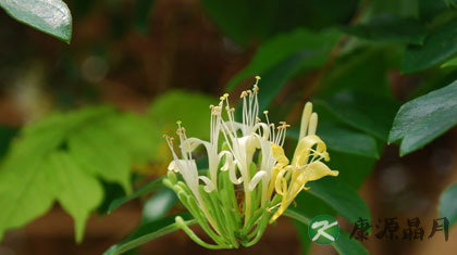 金银花的副作用