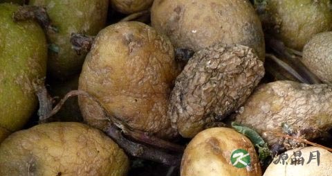 食物中毒怎么会肚子痛