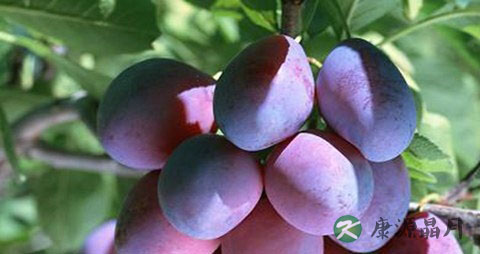 中暑能不能喝茶