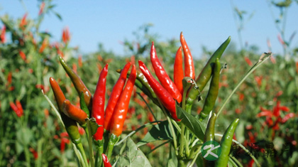 哪些食物能去体内湿气