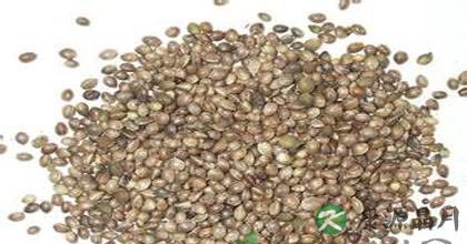 火麻仁的功效有哪些