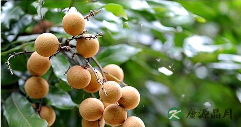 龙眼吃多了会上火吗