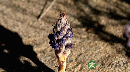 肉苁蓉的功效与作用_肉苁蓉的食用方法