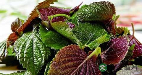 紫苏叶对哮喘的功效