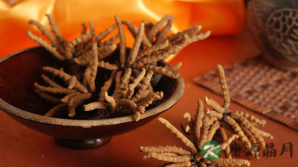 冬虫夏草怎么吃最好 冬虫夏草怎么吃最好