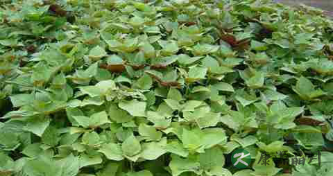 拉肚子能吃紫苏叶吗