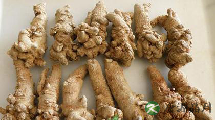 三七的功效和作用有哪些