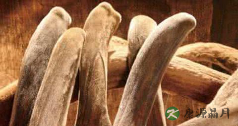 鹿茸的功效与作用是什么