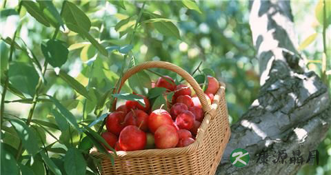 中医九种体质养生药膳食疗方